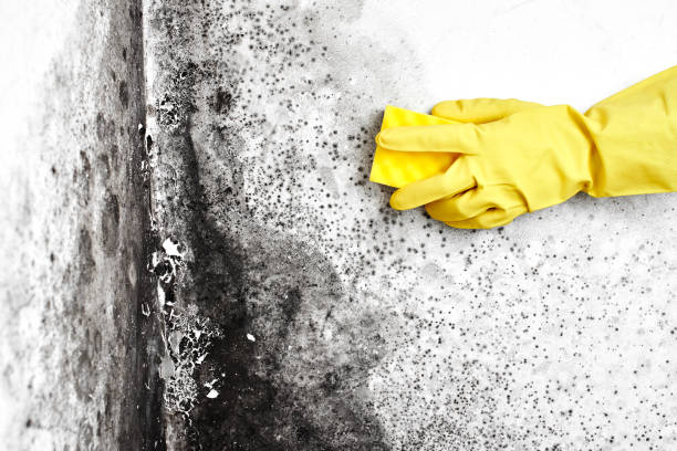 Office Mold Removal Services in Broadmoor, CA