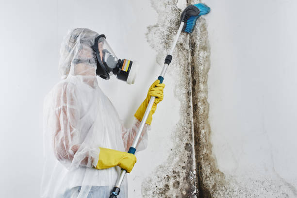 Best Emergency Mold Removal  in Broadmoor, CA