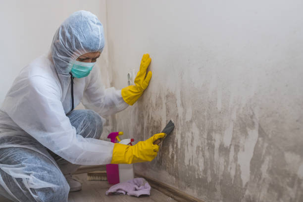 Mold Testing and Removal in Broadmoor, CA
