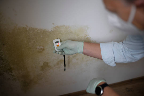 Best Mold Removal Specialists  in Broadmoor, CA