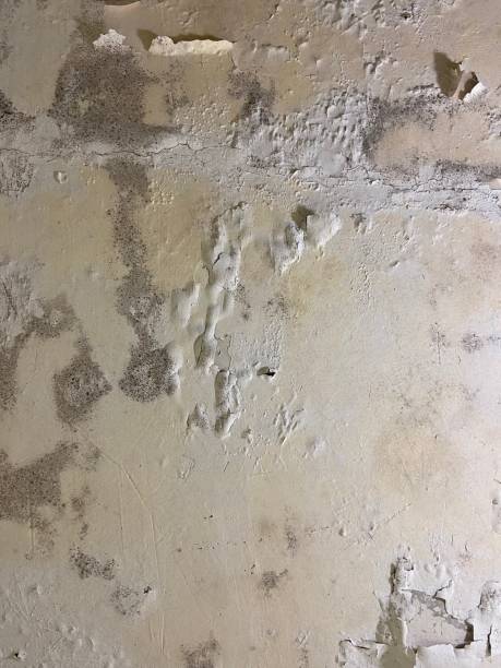 Best Black Mold Removal  in Broadmoor, CA
