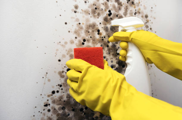 Best Fast Mold Removal  in Broadmoor, CA