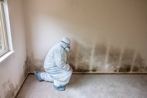Best Professional Mold Removal  in Broadmoor, CA