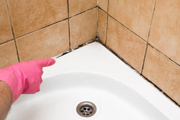Professional Mold Removal in Broadmoor, CA